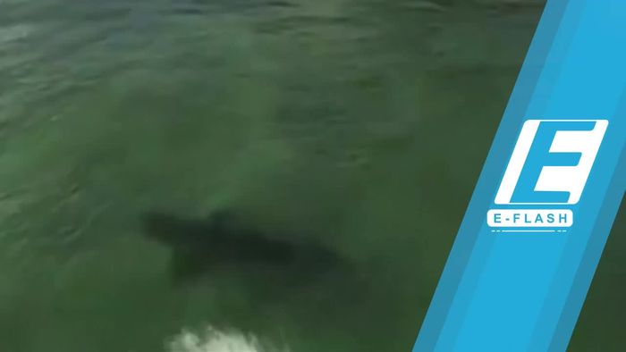 Ngeri! Pria Ini Berselancar Melintasi Hiu