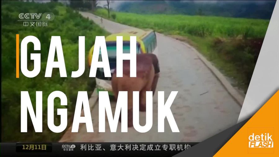 Gajah Liar Serang Bus Berpenumpang