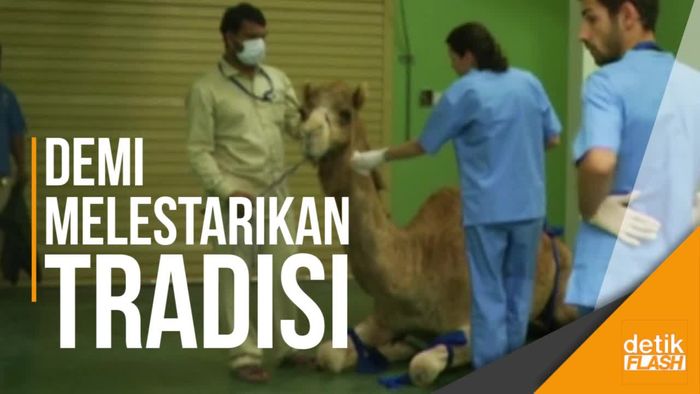 Pertama di Dunia! Rumah Sakit Khusus Unta Resmi Dibuka