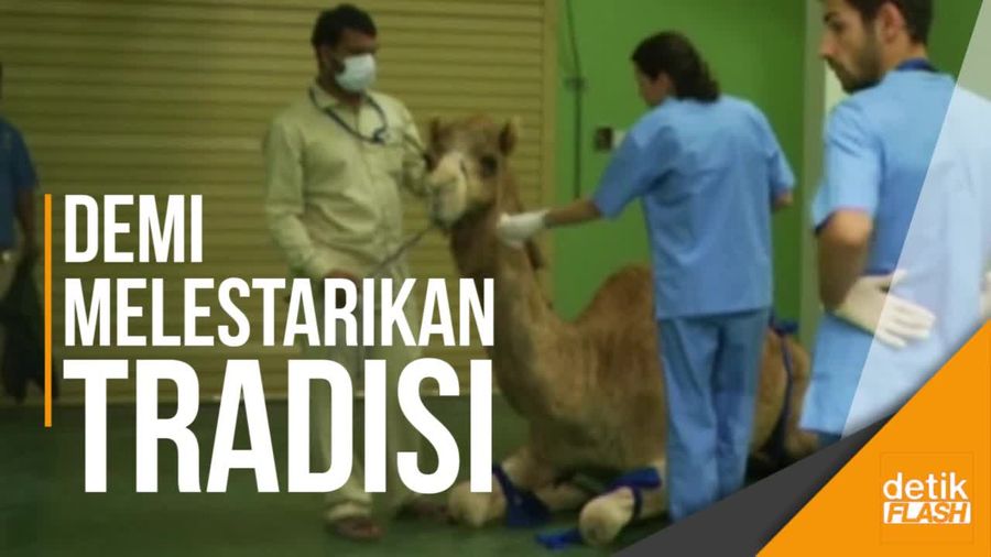 Pertama di Dunia! Rumah Sakit Khusus Unta Resmi Dibuka