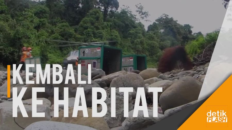 Yayasan BOS Lepasliarkan 8 Orangutan ke Hutan Bukit Batikap