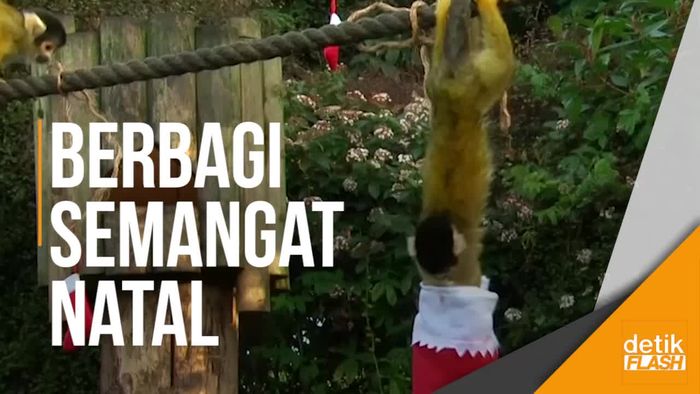 Penghuni Kebun Binatang London Ikut Rayakan Natal
