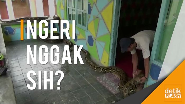 Keluarga Ini Hidup dengan Belasan Piton, Ada yang Panjangnya 10 M