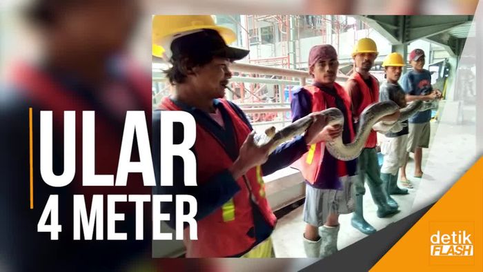 Heboh Warga Pulau Tidung Temukan Ular Sanca