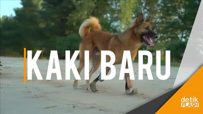 Mengharukan! Kisah Perjuangan Cola Bisa Kembali Berlari