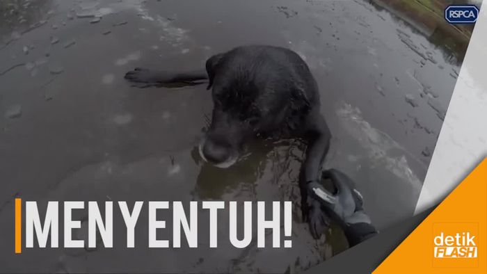 Momen Penyelamatan Anjing Terjebak di Sungai Es 