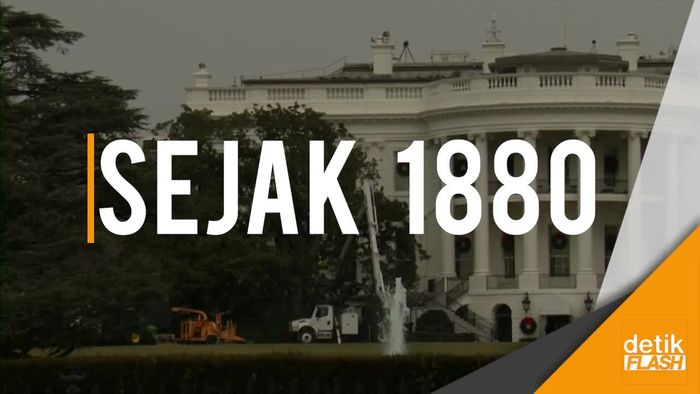 Pohon Bersejarah Ratusan Tahun di Gedung Putih Ditebang