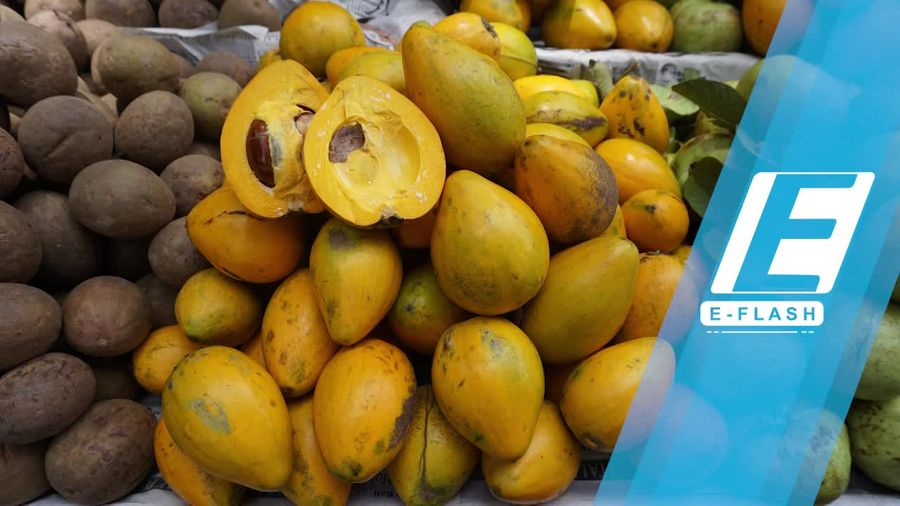 Berburu Buah Menteng dan Alkesa di Ragunan
