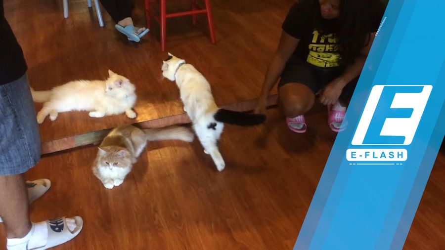 Main Manja Bareng Kucing-kucing Lucu di The Cat Cabin 