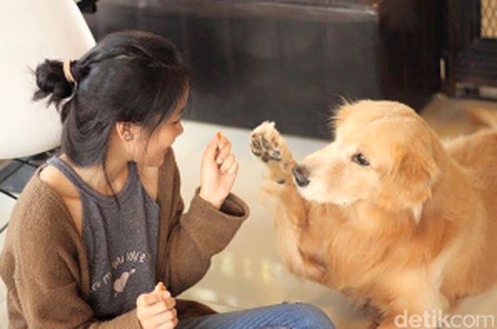 HoPS, Kafe Anjing Lucu di Bangkok