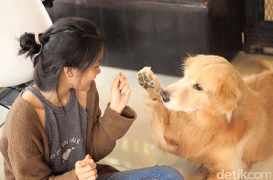 HoPS, Kafe Anjing Lucu di Bangkok