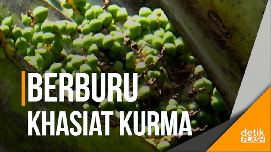 Ramainya Ibu-ibu Berburu Khasiat Kurma Muda di Mojokerto
