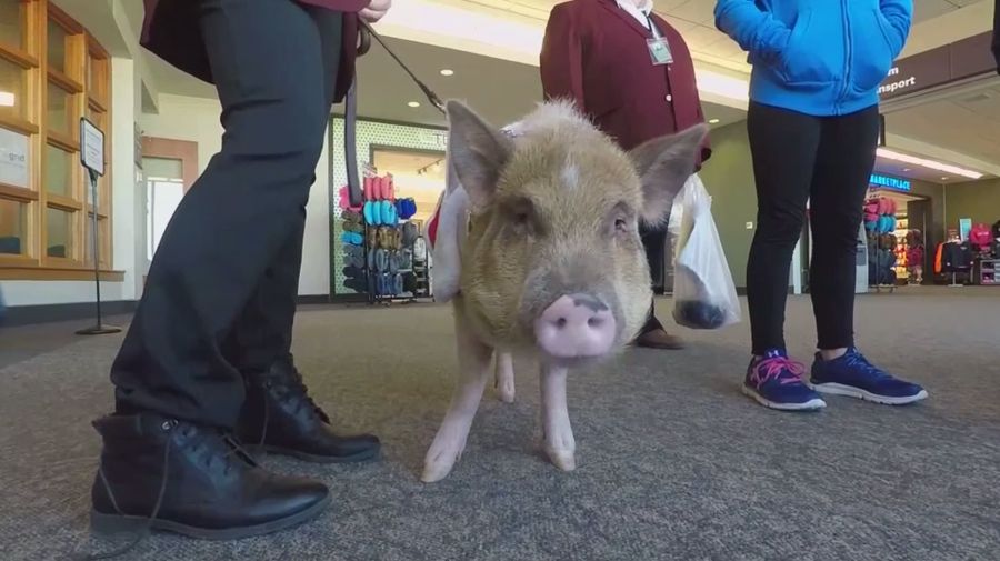 Bacon Bits, Terapi Babi untuk Mengurangi Stres Traveler