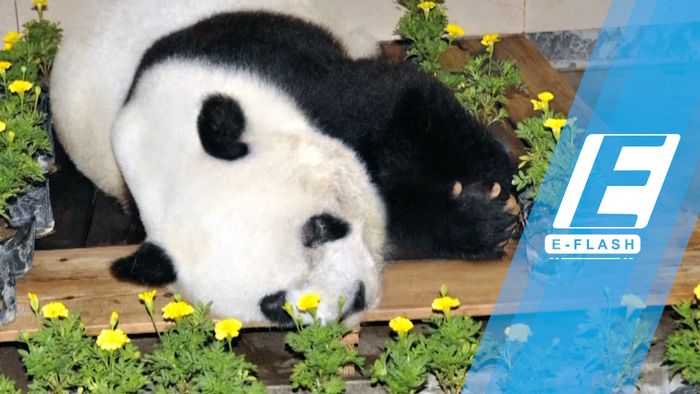 Panda Tertua di Dunia Meninggal di Usia 37 Tahun