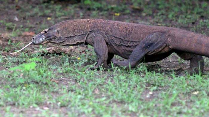 Turis yang Digigit Komodo Kini Semakin Membaik