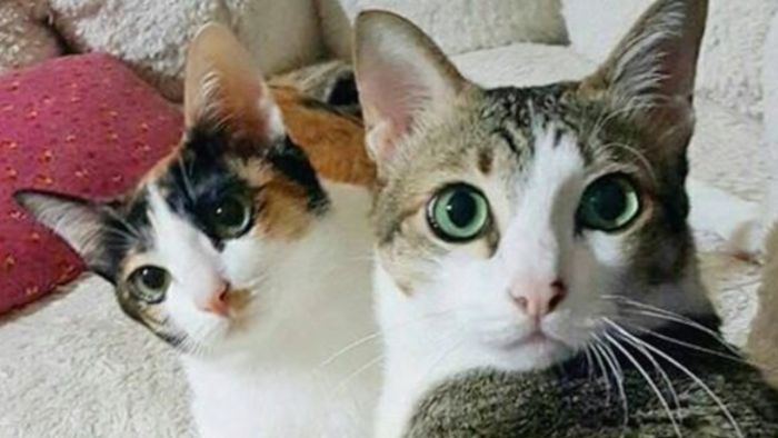 Manisnya Persahabatan Dua Kucing Disabilitas Ini