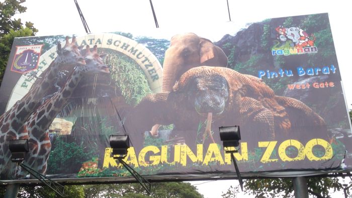 Ada Sidang Ahok, Pengunjung Ragunan Berkurang