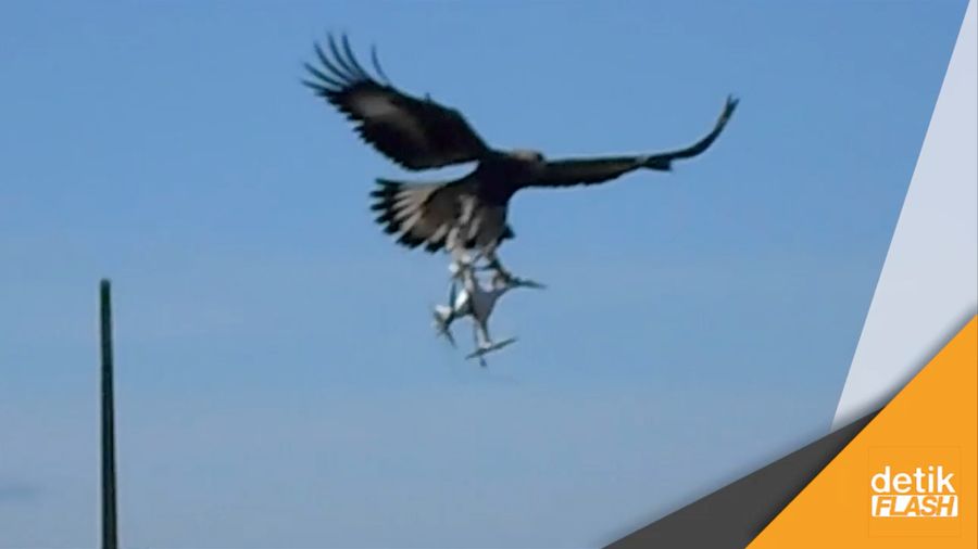 Pasukan Elit Elang Penakluk Drone