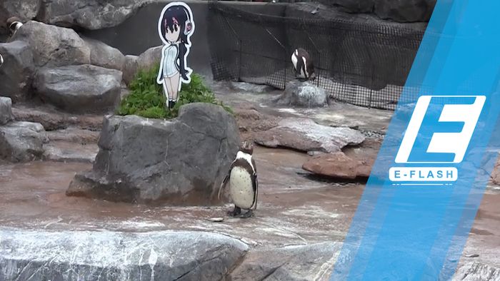 Cinta Penguin Jepang yang Bertepuk Sebelah Tangan