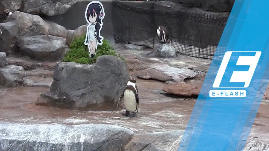 Cinta Penguin Jepang yang Bertepuk Sebelah Tangan
