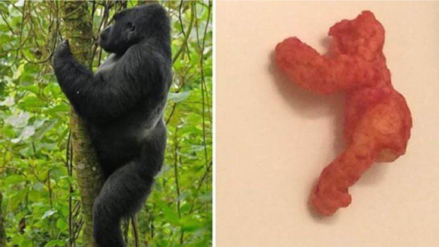Gokil! Satu Keping Cheetos Seharga Rp 1,3 Miliar