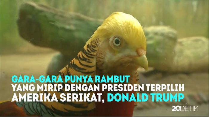 Burung Emas di Cina Jadi Viral Karena Mirip Donald Trump