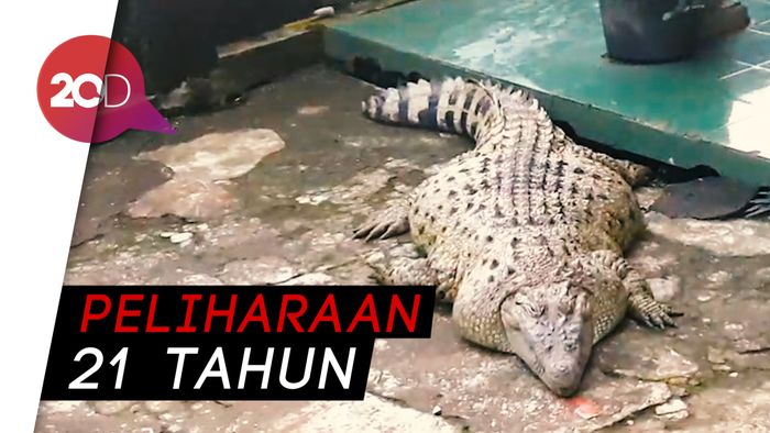 Buaya Peliharaan Puluhan Tahun Dievakuasi Petugas, Tangis Haru Pecah