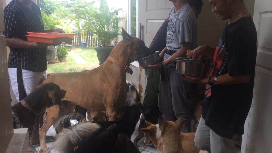 Melihat Animal Defender, Tempat Penampungan Hewan Milik Doni Herdaru