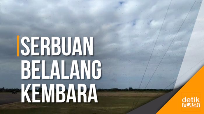 Ribuan Belalang Tunda Pendaratan Pesawat di Bandara Sumba Timur