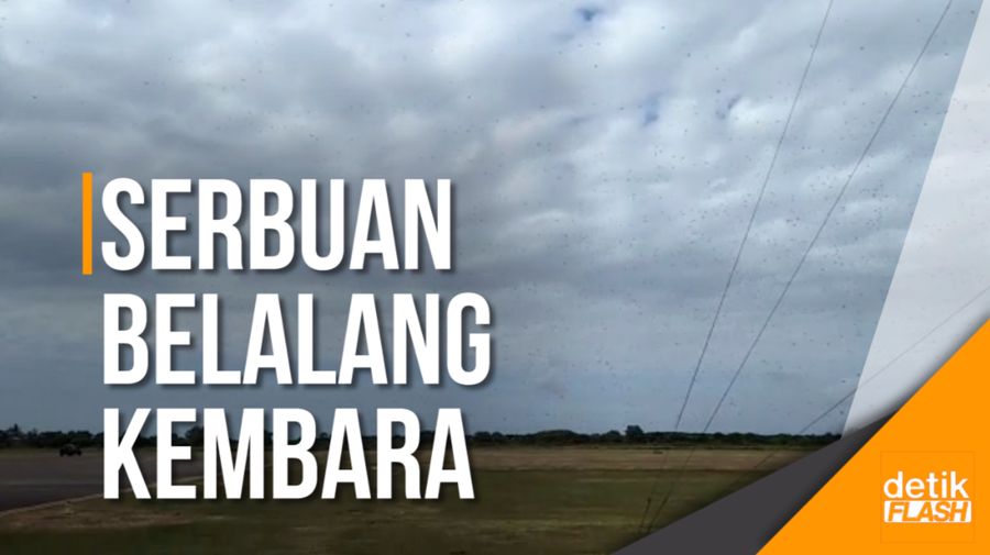 Ribuan Belalang Tunda Pendaratan Pesawat di Bandara Sumba Timur