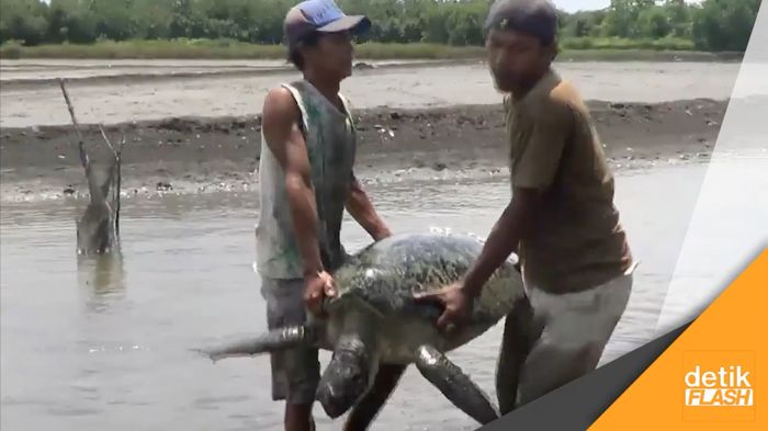 Berjibaku Demi Selamatkan Penyu di Pantai Gending