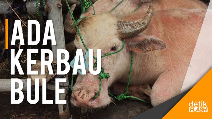 Ada Kerbau Bule dan Sapi Wagyu di Lapak Hewan Kurban Kelapa Dua