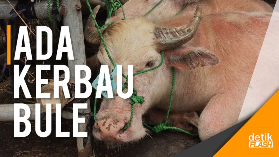 Ada Kerbau Bule dan Sapi Wagyu di Lapak Hewan Kurban Kelapa Dua