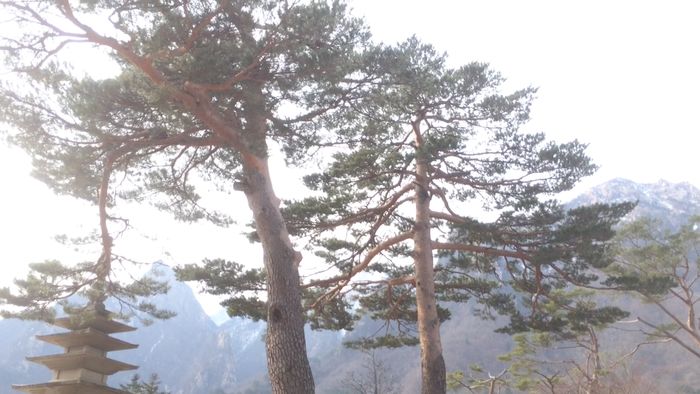 Melihat Pohon Pinus Berusia 400 Tahun di Korea Selatan