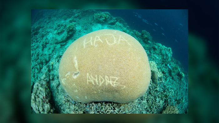 Netizen Kecam Tindakan Corat-coret Karang di Raja Ampat