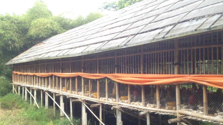 Curhat Peternak Ayam: Soal Broker hingga Ngebon