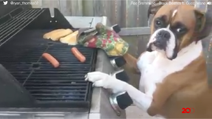 Unik! Mannequin Challenge Versi Anjing Boxer