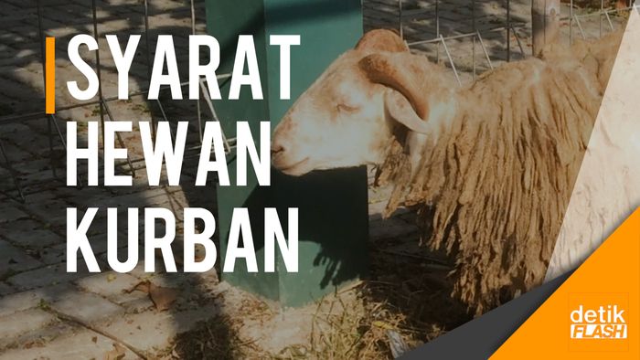 Ini Kriteria Hewan Kurban Menurut Syariat Islam