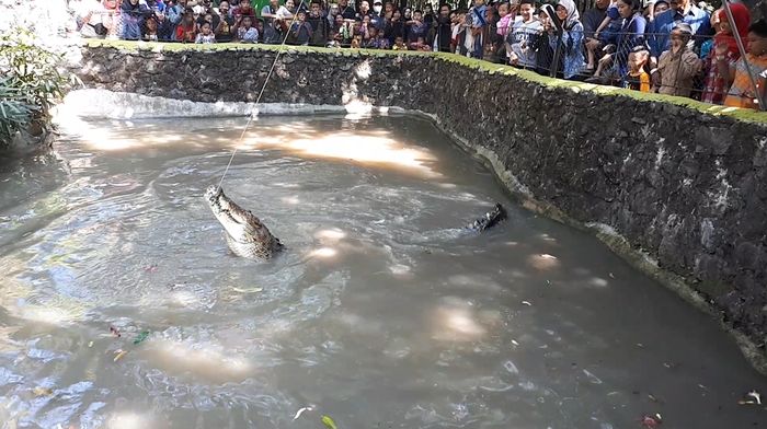 Berani Coba Sensasi Mancing Buaya di Surabaya?