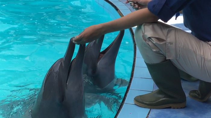 Dari Rawa Bladon Main Lumba-Lumba di Kendal