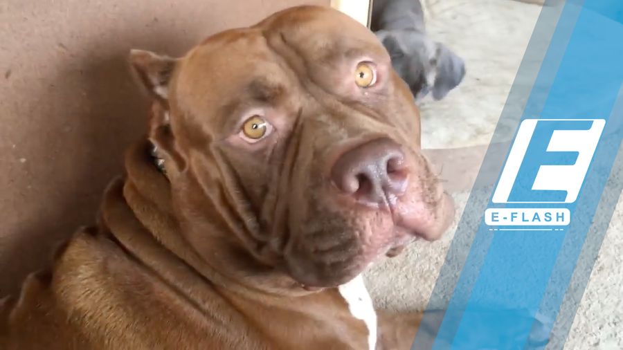 Tentang Pitbull, Anjing Penjaga yang Setia Pada Pemiliknya 