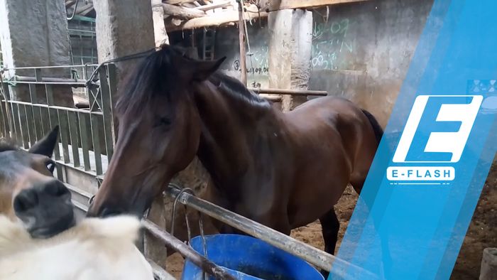 Ini Kuda Poni Penarik Kereta Kahiyang-Bobby