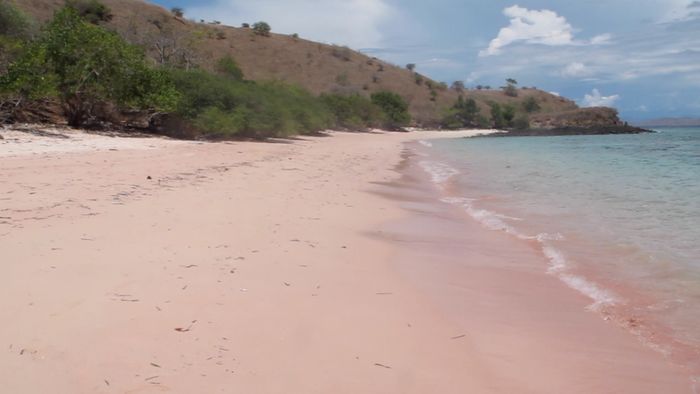 Ini Pantai Pink Tersembunyi di Pulau Komodo