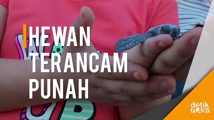 Serunya Melepas Penyu Mungil ke Lautan