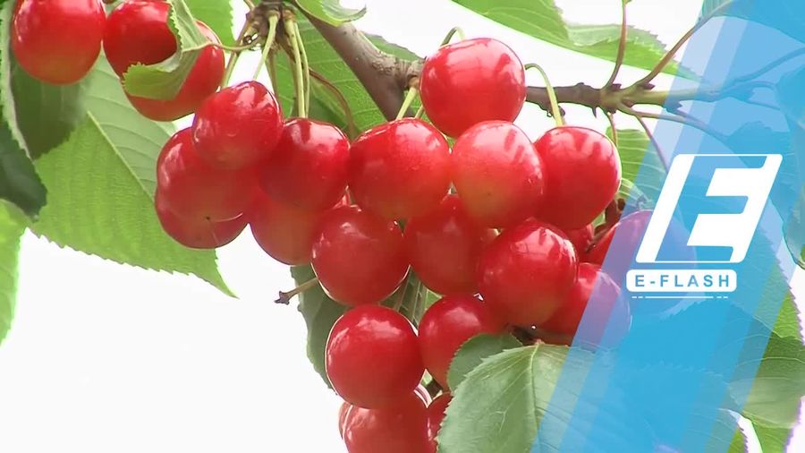 Lagi Diet? Makan Buah Ceri Buat Turunkan Berat Badan