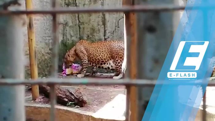 Lucunya! Macan Tutul Buka Kado Tahun Baru di Ragunan