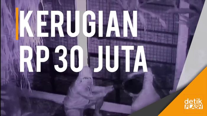 Aksi Pencurian Burung Cucak Rowo di Depok Terekam CCTV
