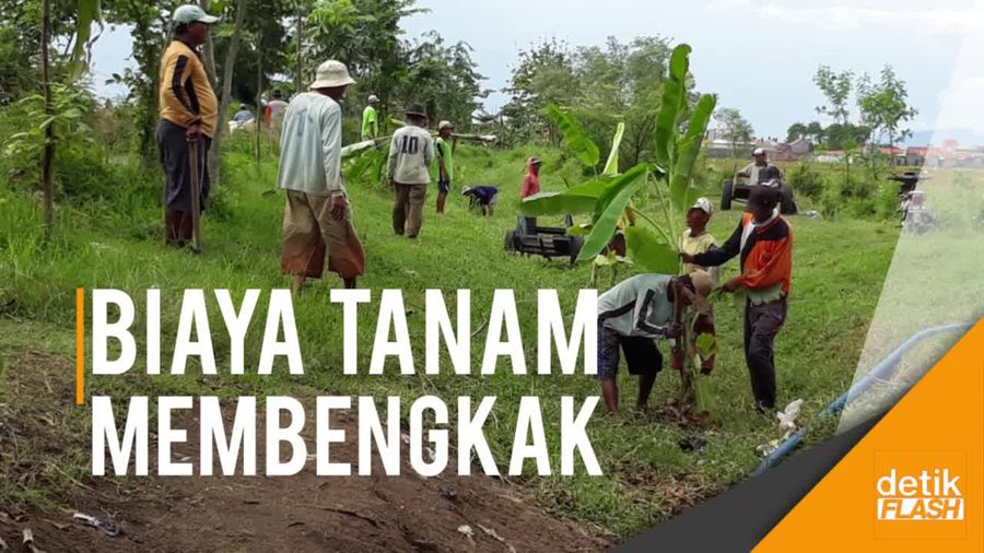 Tak Dapat Jatah Air, Petani Tanam Pisang di Saluran Irigasi