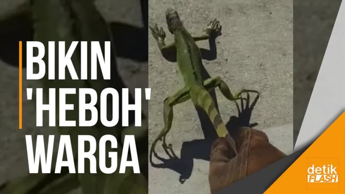 Saat Iguana Membeku Akibat Cuaca Dingin
