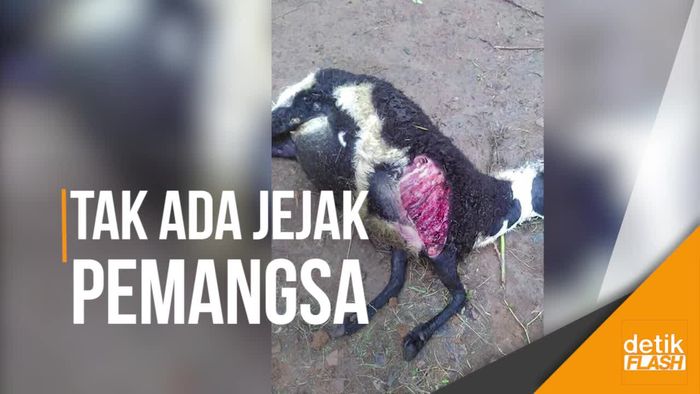 Domba Mati Misterius, Tubuh Terluka Seperti Dicabik-cabik